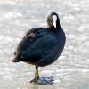 Coot On Ice